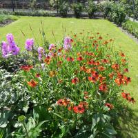 Insecten en bijvriendelijke tuin te Moerkerke